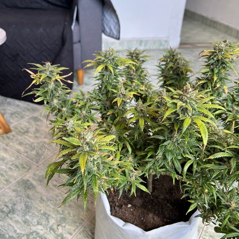 Gorilla glúe growlog timeline photo