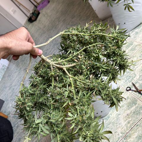 Gorilla glúe growlog timeline photo