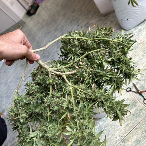 Gorilla glúe growlog timeline photo