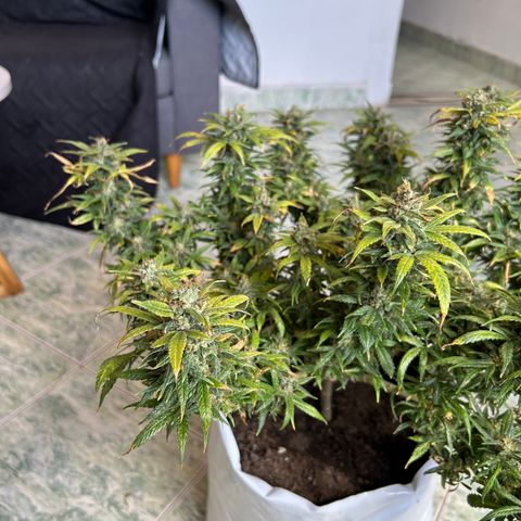 Gorilla glúe growlog timeline photo
