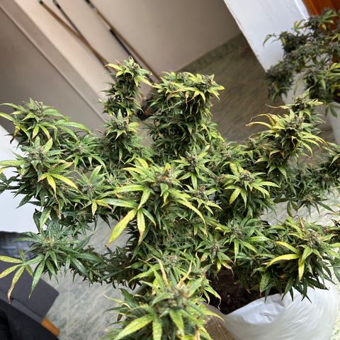 Gorilla glúe growlog timeline photo