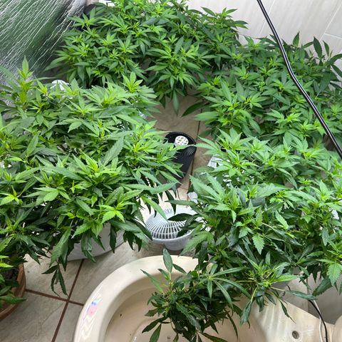 Kush del arriero x tropicana cookies  #4 growlog timeline photo