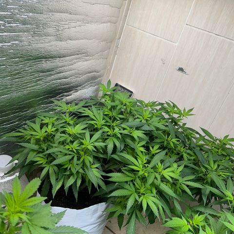 Kush del arriero x tropicana cookies  #4 growlog timeline photo