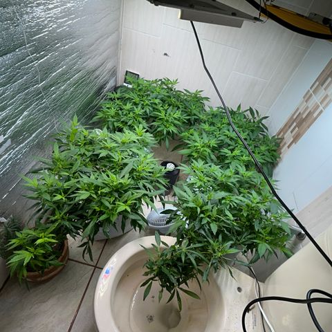 Kush del arriero x tropicana cookies #3 growlog timeline photo