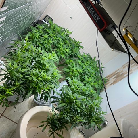 Kush del arriero x tropicana cookies  #2 growlog timeline photo