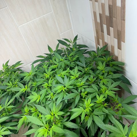 Kush del arriero x tropicana cookies  #2 growlog timeline photo