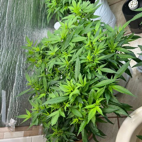 Kush del arriero x tropicana cookies #3 growlog timeline photo