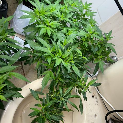 Kush del arriero x tropicana cookies #1 growlog timeline photo