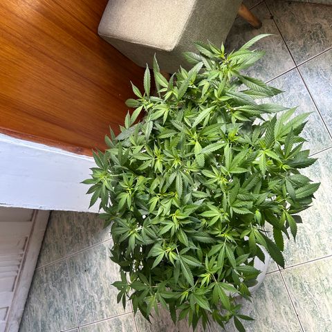 Kush del arriero x tropicana cookies  #2 growlog timeline photo