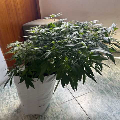 Kush del arriero x tropicana cookies  #2 growlog timeline photo