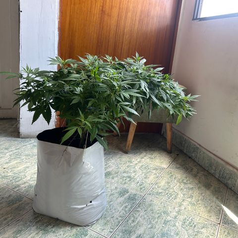 Kush del arriero x tropicana cookies #3 growlog timeline photo