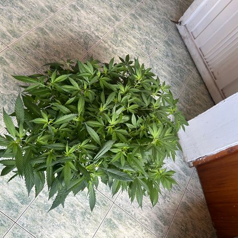 Kush del arriero x tropicana cookies #3 growlog timeline photo