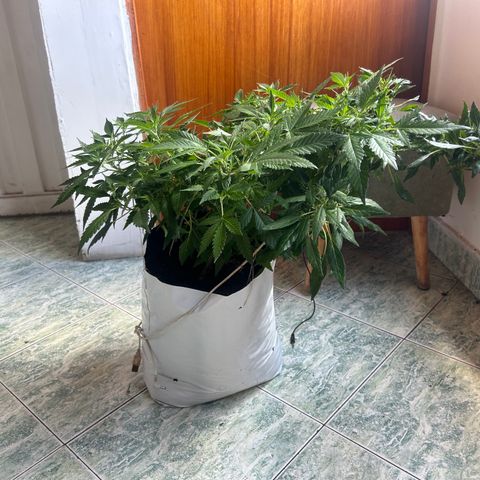 Kush del arriero x tropicana cookies #1 growlog timeline photo