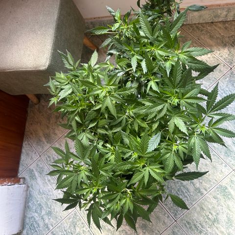 Kush del arriero x tropicana cookies #1 growlog timeline photo