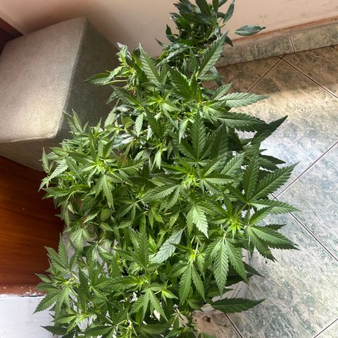 Kush del arriero x tropicana cookies #1 growlog timeline photo