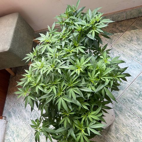 Kush del arriero x tropicana cookies  #4 growlog timeline photo