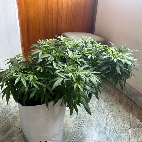 Kush del arriero x tropicana cookies  #4 growlog timeline photo