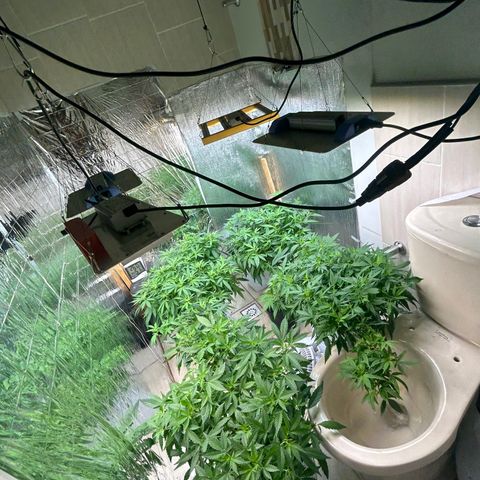 Kush del arriero x tropicana cookies #1 growlog timeline photo