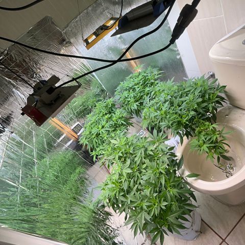 Kush del arriero x tropicana cookies  #2 growlog timeline photo