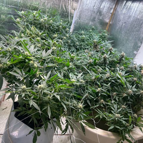Kush del arriero x tropicana cookies  #2 growlog timeline photo