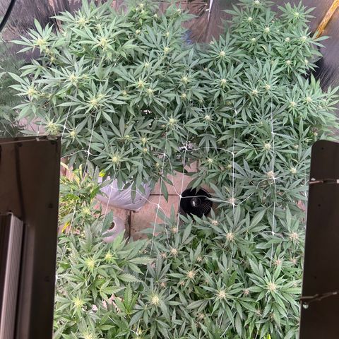 Kush del arriero x tropicana cookies  #4 growlog timeline photo