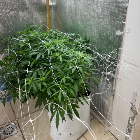 Kush del arriero x tropicana cookies  #4 growlog timeline photo