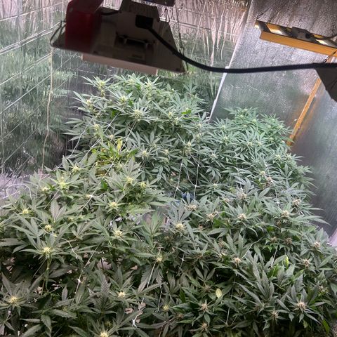 Kush del arriero x tropicana cookies #3 growlog timeline photo
