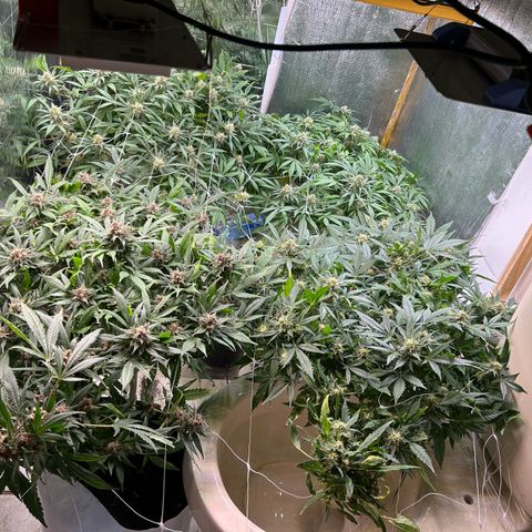 Kush del arriero x tropicana cookies  #2 growlog timeline photo