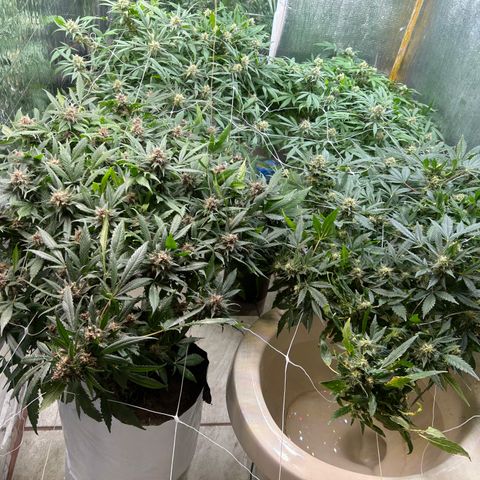 Kush del arriero x tropicana cookies  #4 growlog timeline photo