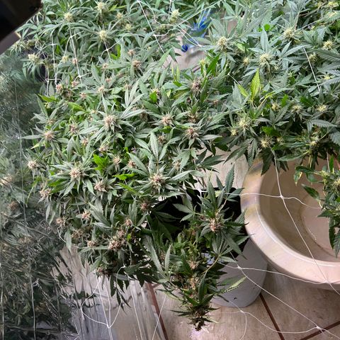 Kush del arriero x tropicana cookies #1 growlog timeline photo