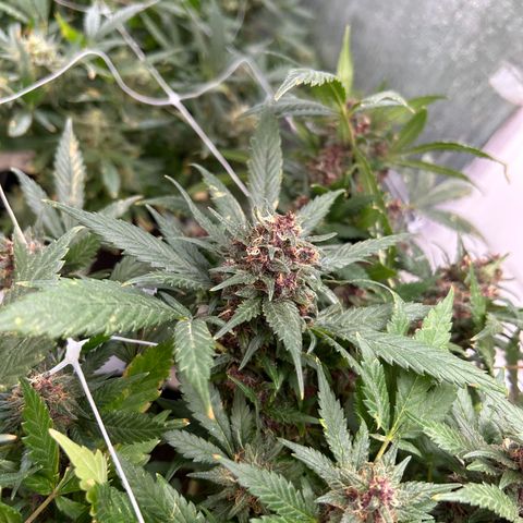 Kush del arriero x tropicana cookies #3 growlog timeline photo