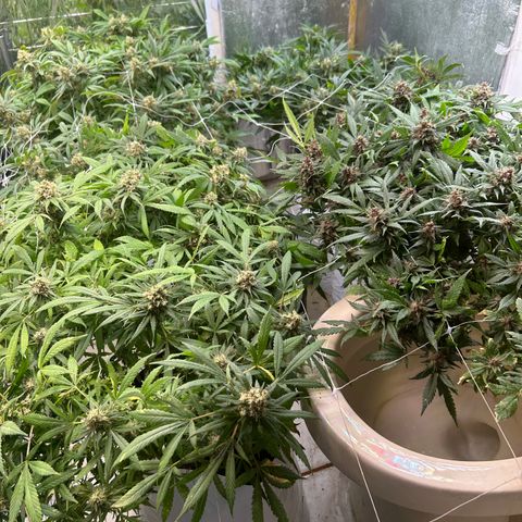 Kush del arriero x tropicana cookies  #4 growlog timeline photo