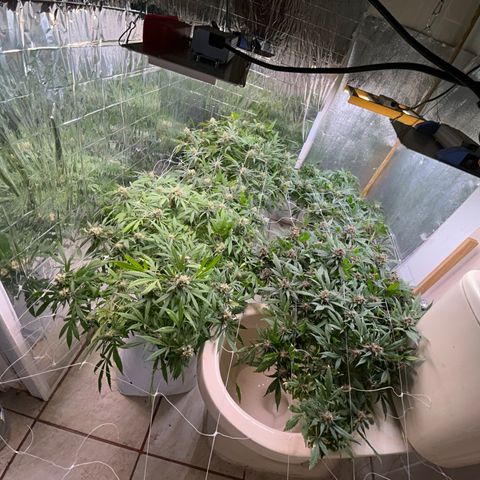 Kush del arriero x tropicana cookies  #4 growlog timeline photo