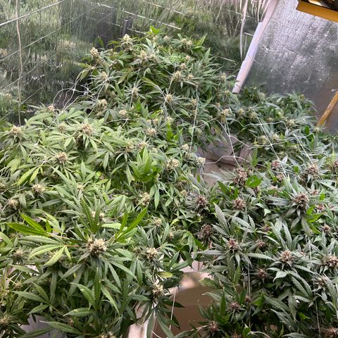 Kush del arriero x tropicana cookies  #2 growlog timeline photo