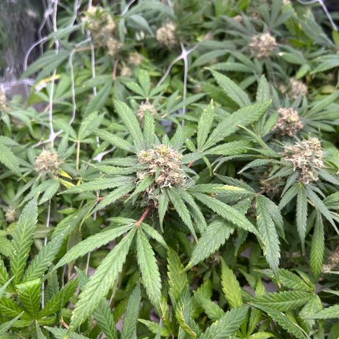 Kush del arriero x tropicana cookies #3 growlog timeline photo
