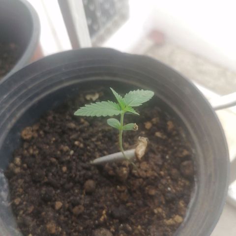 Runtz Gum growlog timeline photo