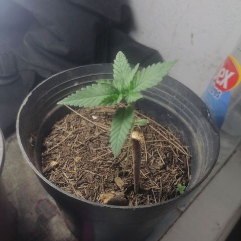 Runtz Gum growlog timeline photo