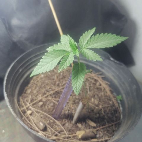 Runtz Gum growlog timeline photo