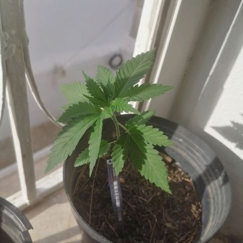 Runtz Gum growlog timeline photo