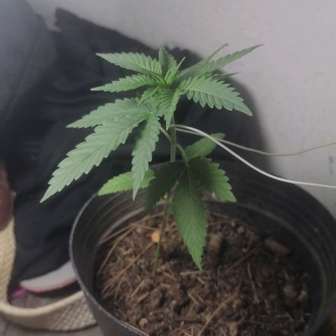 Runtz Gum growlog timeline photo
