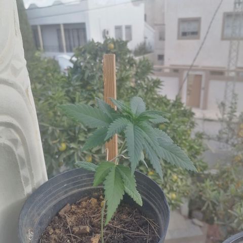Runtz Gum growlog timeline photo
