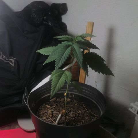 Runtz Gum growlog timeline photo