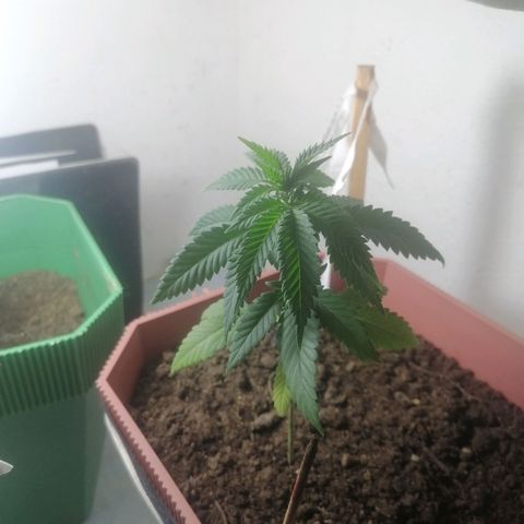 Runtz Gum growlog timeline photo