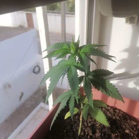 Runtz Gum growlog timeline photo