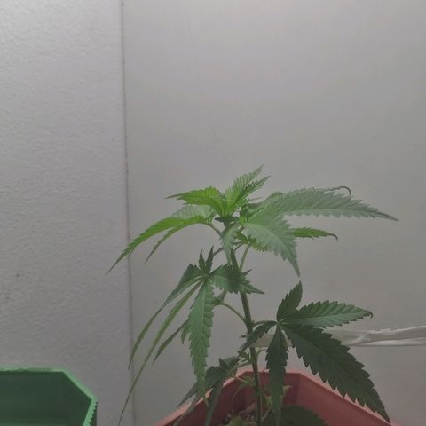 Runtz Gum growlog timeline photo