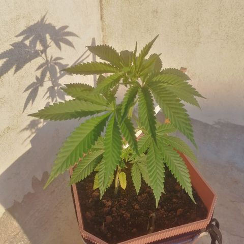 Runtz Gum growlog timeline photo