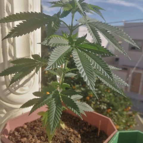 Runtz Gum growlog timeline photo