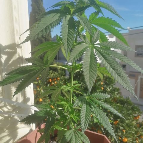 Runtz Gum growlog timeline photo