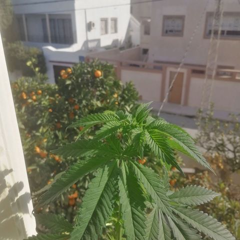 Runtz Gum growlog timeline photo