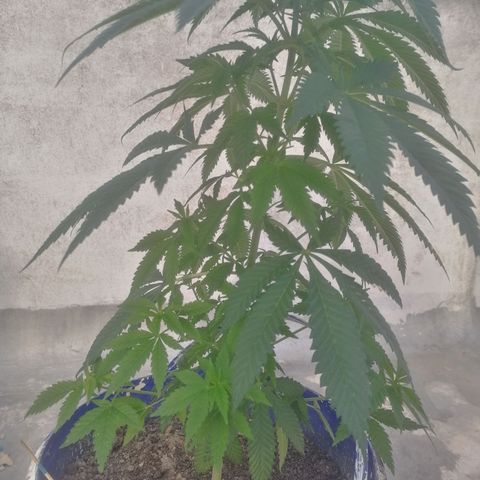Runtz Gum growlog timeline photo